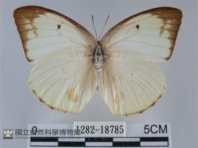 細波遷粉蝶藏品圖，第1張