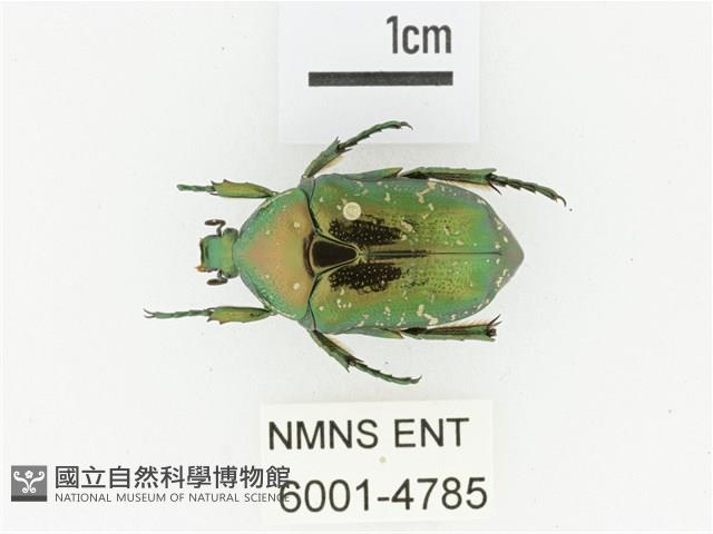 東方白點花金龜藏品圖，第1張