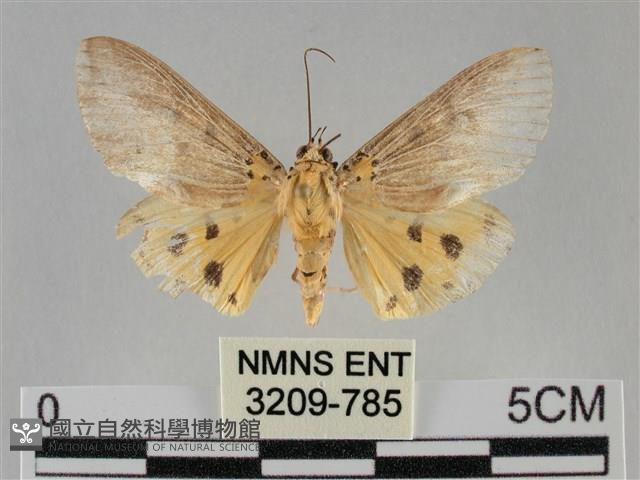 一點擬燈蛾藏品圖，第1張