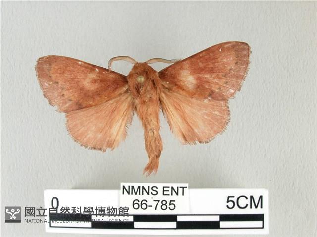 馬尾松枯葉蛾藏品圖，第1張