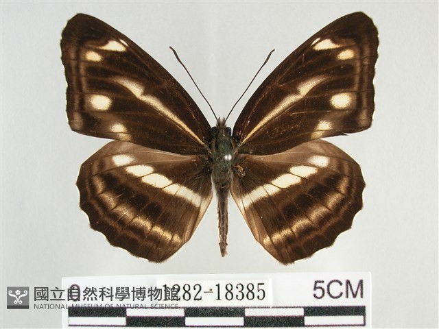 臺灣環蛺蝶藏品圖，第1張