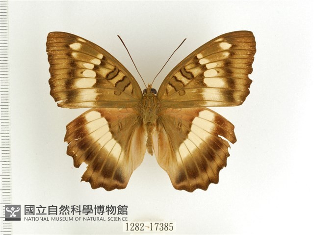 臺灣翠蛺蝶藏品圖，第1張
