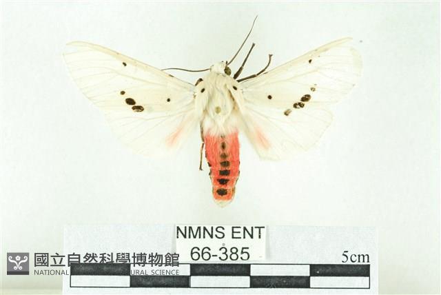 菊池污燈蛾藏品圖，第1張