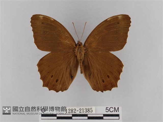 褐翅蔭眼蝶藏品圖，第1張