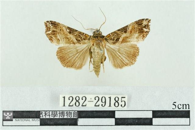 粉紅帶散紋夜蛾藏品圖，第1張