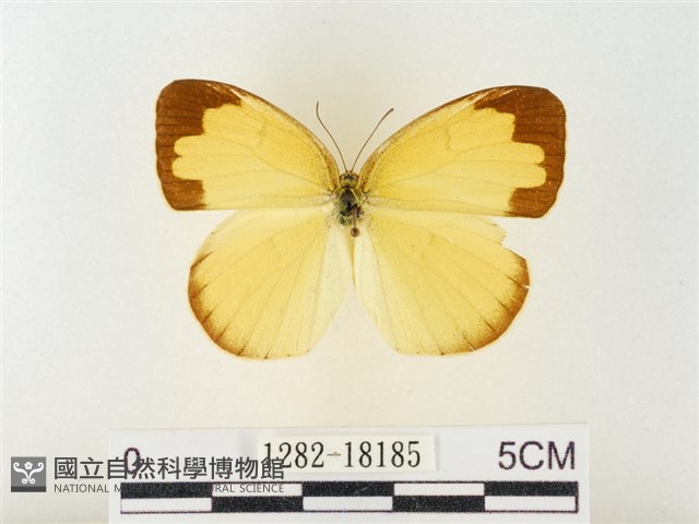 島嶼黃蝶、江崎黃蝶藏品圖，第1張