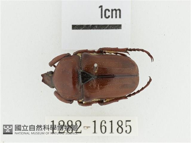 曹德褐騷金龜藏品圖，第1張