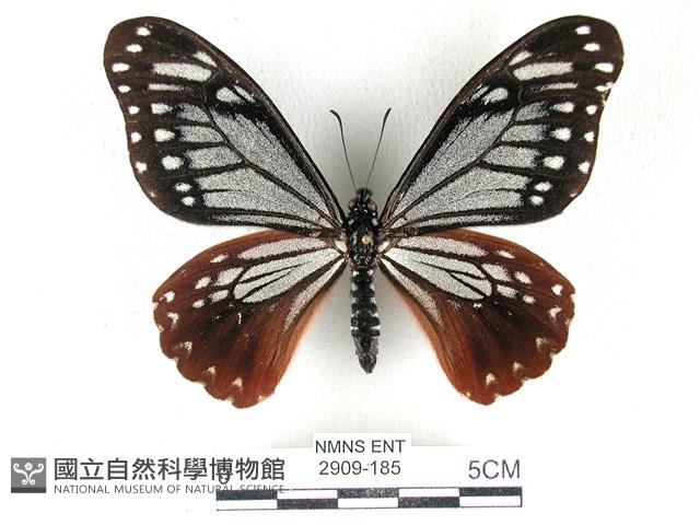 斑鳳蝶藏品圖，第1張