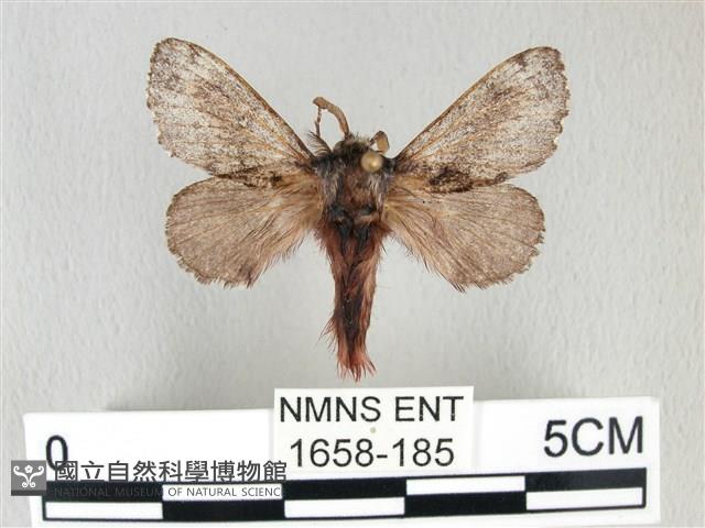 銀肩枯葉蛾藏品圖，第1張