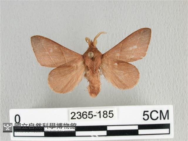 薄翅枯葉蛾藏品圖，第1張