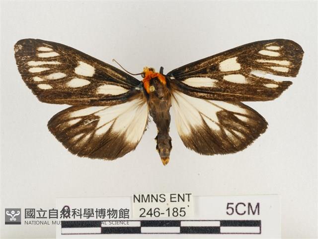 巨網燈蛾藏品圖，第1張