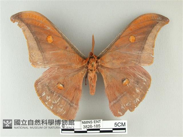 紅目天蠶蛾藏品圖，第1張