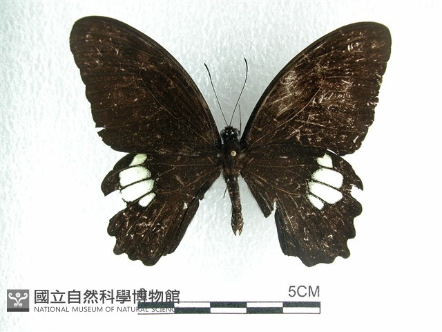 無尾白紋鳳蝶藏品圖，第1張