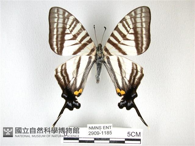 劍鳳蝶藏品圖，第1張