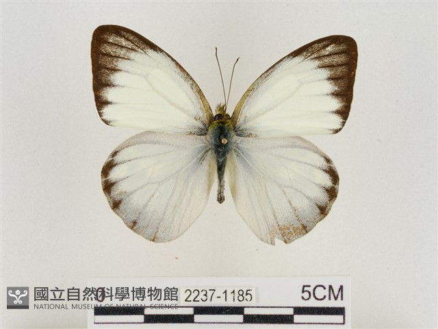 淡褐脈粉蝶藏品圖，第1張