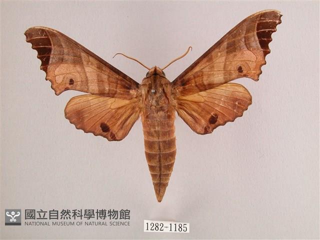 黑角六點天蛾藏品圖，第1張