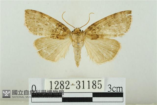 霧社環波紋蛾藏品圖，第1張