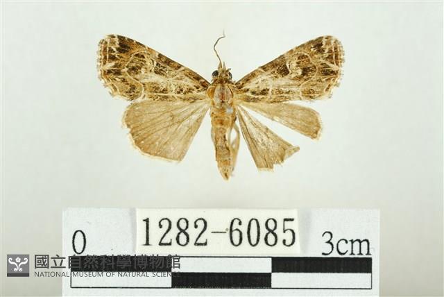 白斑散紋夜蛾藏品圖，第1張