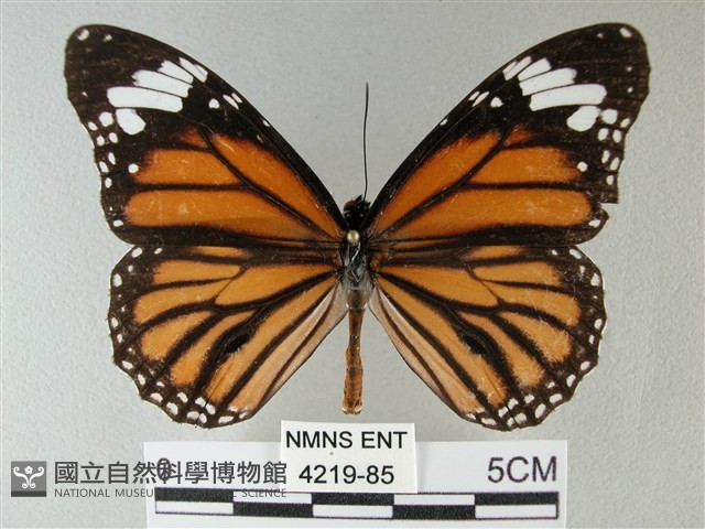 黑脈樺斑蝶藏品圖，第1張