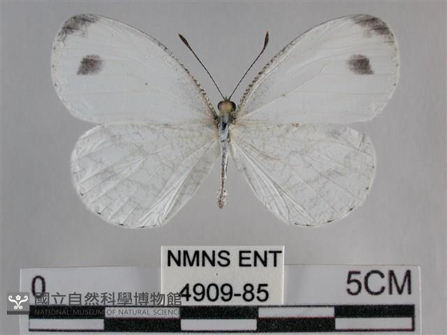 纖粉蝶、黑點粉蝶藏品圖，第1張