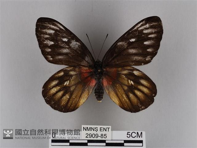 豔粉蝶藏品圖，第1張