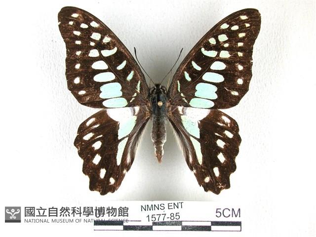木蘭青鳳蝶藏品圖，第1張