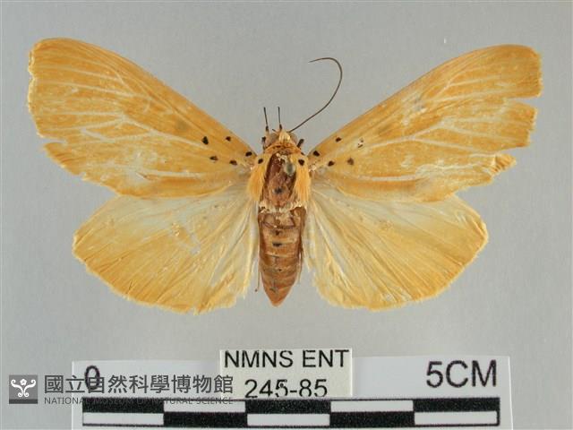 橙擬燈蛾藏品圖，第1張