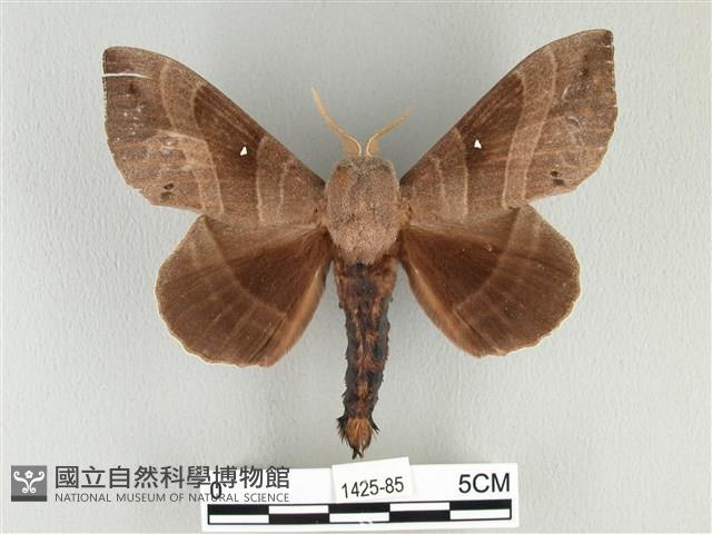 松大毛蟲藏品圖，第1張