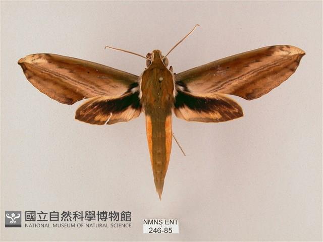 綠背斜紋天蛾藏品圖，第1張