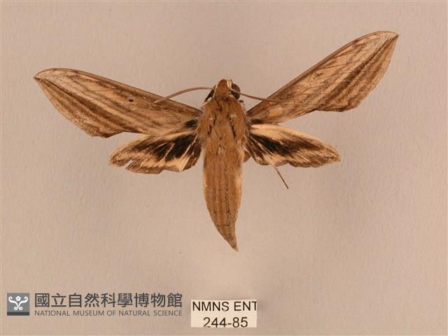 背線天蛾藏品圖，第1張