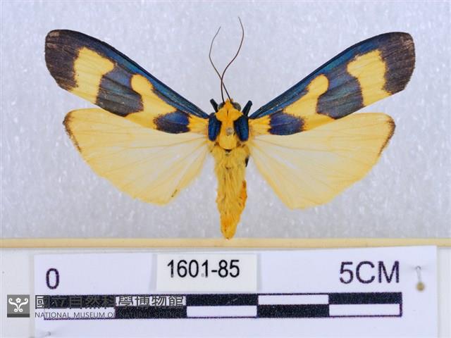 閃光苔蛾藏品圖，第1張