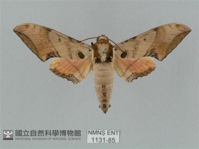 廣東鷹翅天蛾藏品圖，第1張