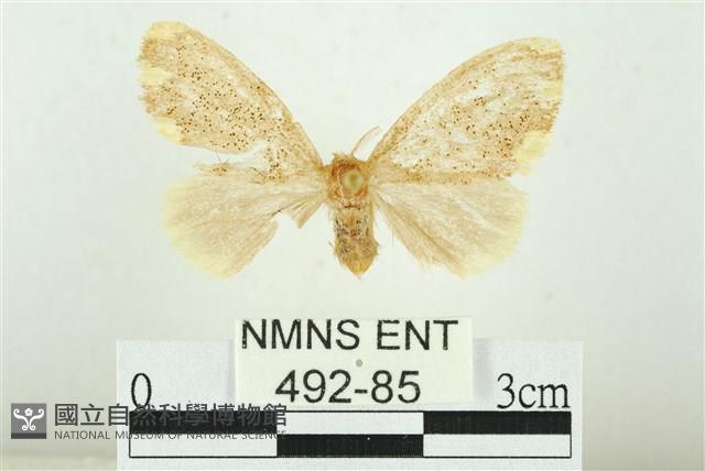 黑翅黃毒蛾藏品圖，第1張