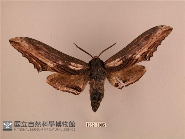臺灣鋸翅天蛾藏品圖，第1張