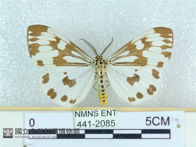 粉蝶燈蛾藏品圖，第1張