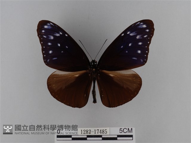 異紋紫斑蝶藏品圖，第1張
