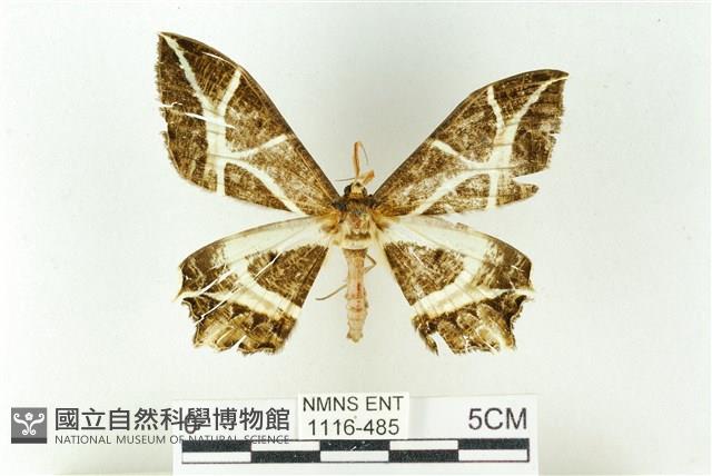 樹形尺蛾藏品圖，第1張