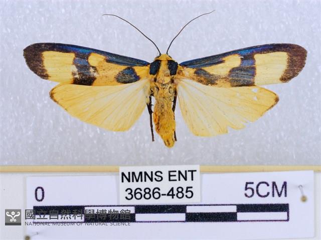 閃光苔蛾藏品圖，第1張