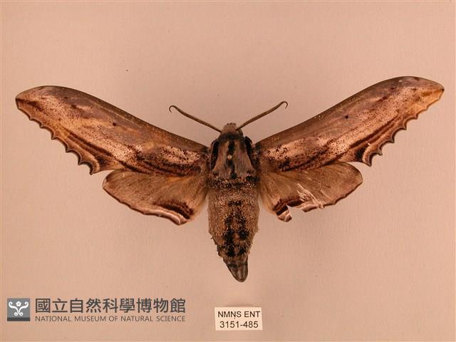 臺灣鋸翅天蛾藏品圖，第1張