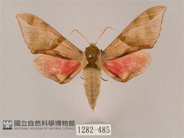 榆綠天蛾藏品圖，第1張