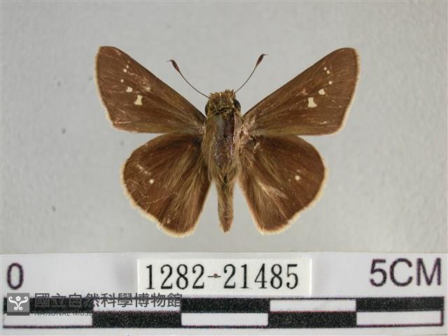 小稻弄蝶藏品圖，第1張