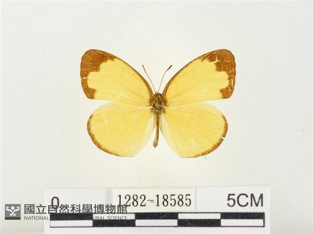 淡色黃蝶藏品圖，第1張
