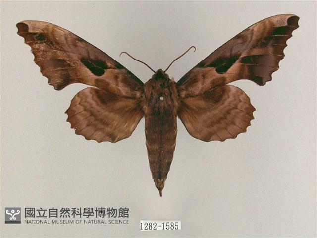 盾天蛾藏品圖，第1張