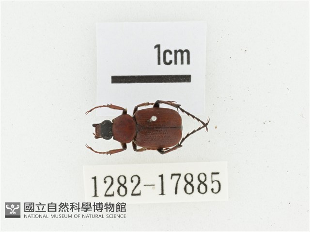 血紅虎斑花金龜藏品圖，第1張
