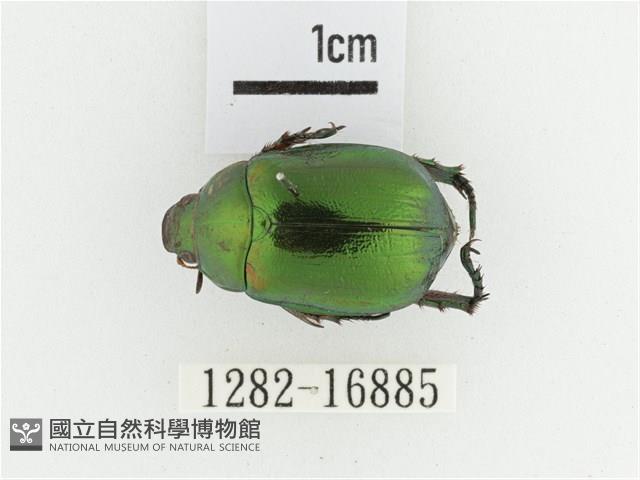 艷金龜藏品圖，第1張