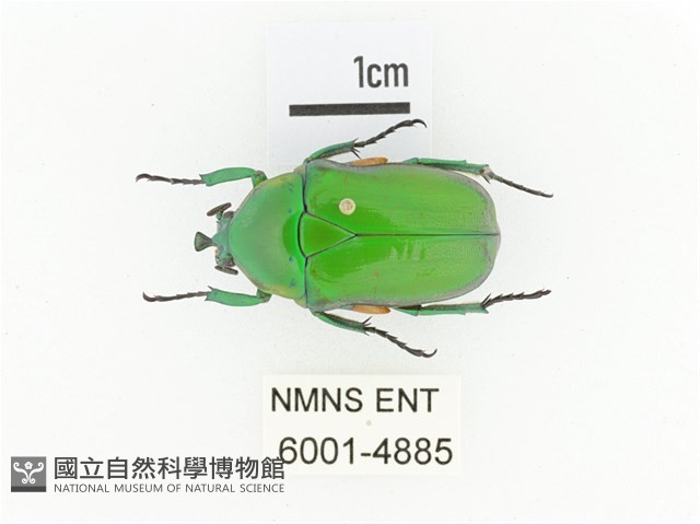 小扇角金龜藏品圖，第1張