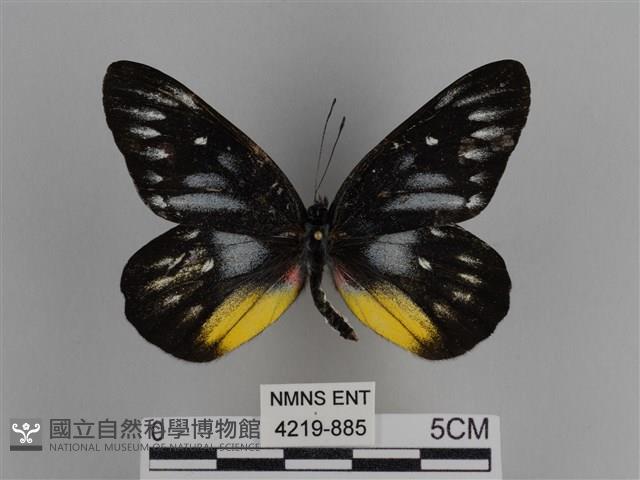 豔粉蝶藏品圖，第1張