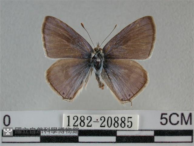 豆波灰蝶藏品圖，第1張