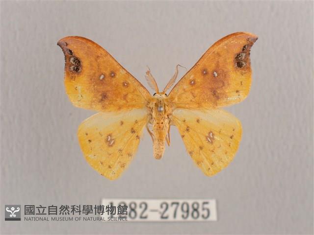 銀斑黃鉤蛾藏品圖，第1張