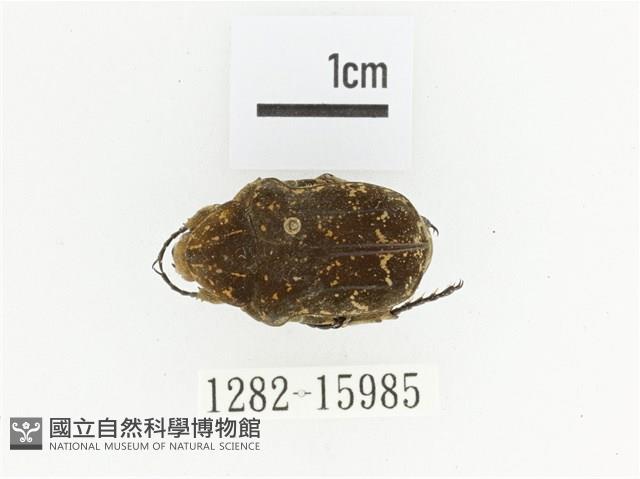 銅點花金龜藏品圖，第1張